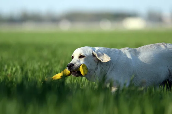 Een Gele Labrador Hond Aan Het Spelen Het Park — Stockfoto