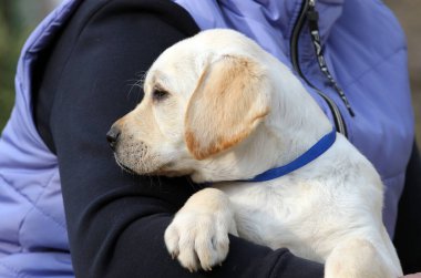 Güzel sarı bir labrador köpek portresi. Yakından.