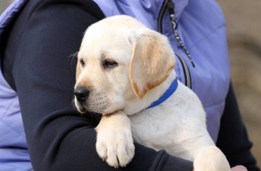 Güzel sarı labrador köpek portresi. Yakından.