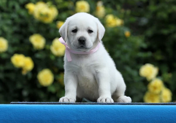 Filhote Cachorro Labrador Amarelo Agradável Fundo Azul — Fotografia de Stock