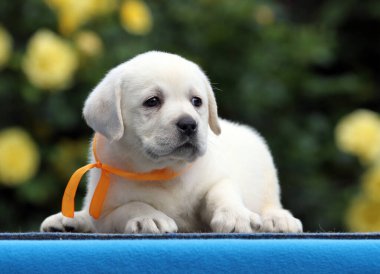 Mavi arka planda sarı labrador köpeği.