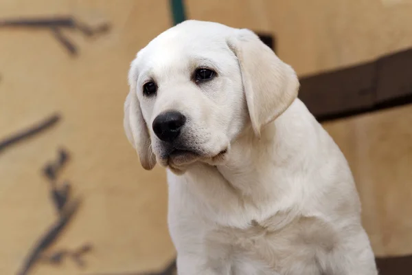 Sweet Nice Yellow Labrador Puppy Portrait Close — Stok fotoğraf