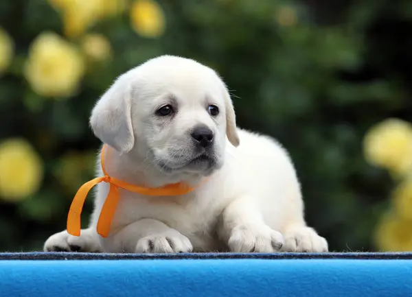 Cachorro Labrador Amarelo Fundo Azul — Fotografia de Stock