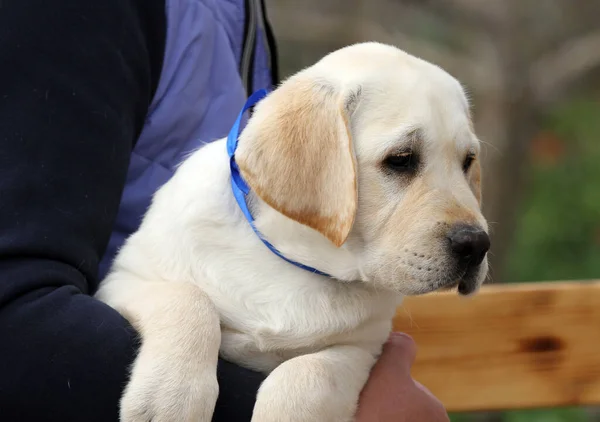 Sweet Nice Yellow Labrador Puppy Portrait Close — Stok fotoğraf