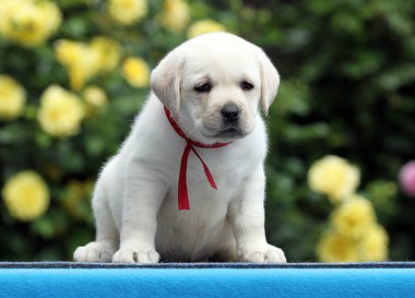 Mavi arka planda tatlı sarı labrador köpeği.