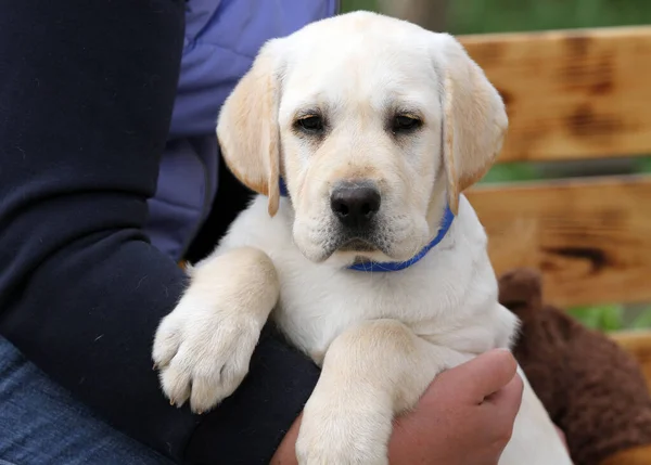 Sweet Nice Yellow Labrador Puppy Portrait Close — Stok fotoğraf