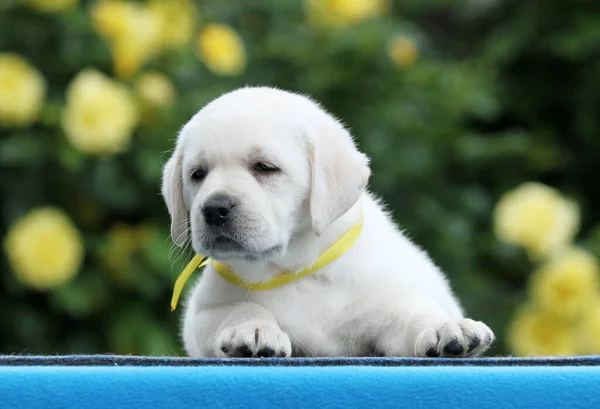 Den Söta Gula Labrador Valp Den Blå Bakgrunden — Stockfoto