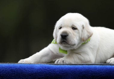 Mavi arka planda sarı labrador köpeği.