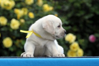 Mavi arka planda tatlı sarı labrador köpek yavrusu