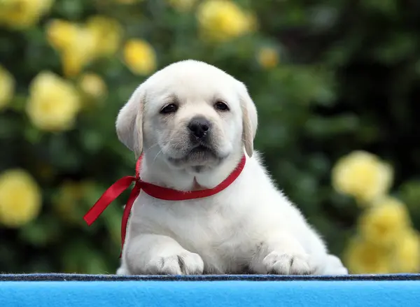 Doce Cachorro Labrador Amarelo Fundo Azul — Fotografia de Stock