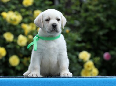 Mavi arka planda sarı labrador köpek yavrusu