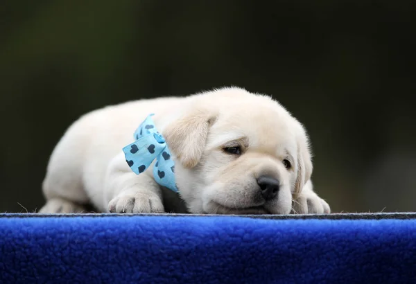 Žluté Labrador Štěně Modrém Pozadí — Stock fotografie