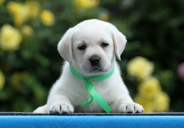 Söt Gul Labrador Valp Den Blå Bakgrunden — Stockfoto