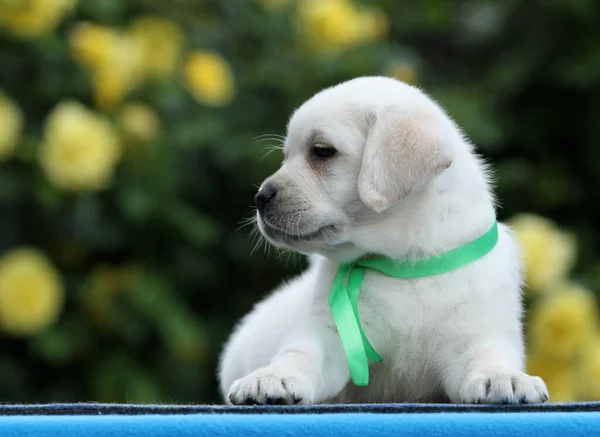 Cachorro Labrador Amarelo Doce Fundo Azul — Fotografia de Stock