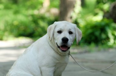 Mavi arka planda tatlı sarı labrador köpek yavrusu