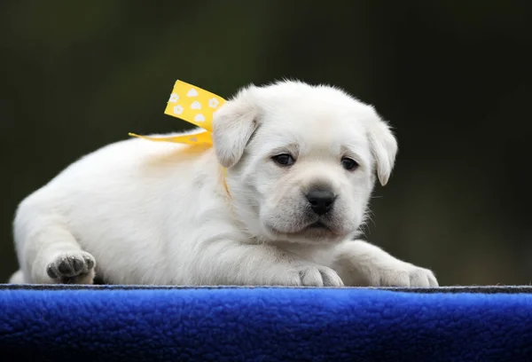 Cachorro Labrador Amarelo Fundo Azul — Fotografia de Stock
