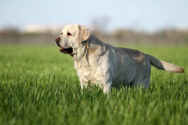 Perro Labrador Amarillo Dulce Sobre Fondo Azul —  Fotos de Stock