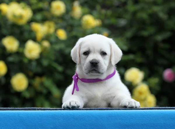 Söt Gul Labrador Valp Den Blå Bakgrunden — Stockfoto