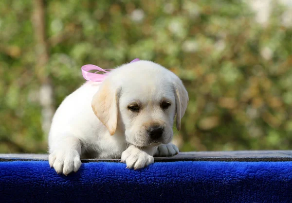 Mavi Arka Planda Tatlı Sarı Labrador Köpeği — Stok fotoğraf