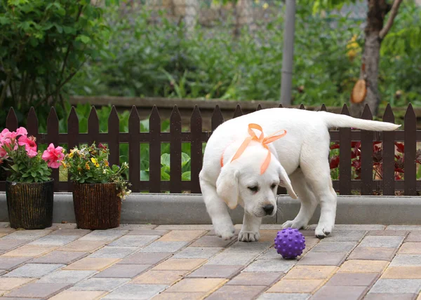 公園で遊んでいた黄色いラブラドールの子犬が — ストック写真