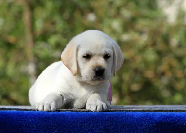 Pěkný Sladký Žlutý Labrador Pes Modrém Pozadí — Stock fotografie