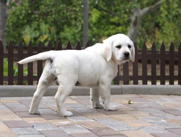 Sarı Labrador Köpeği Parkta Oynuyor — Stok fotoğraf