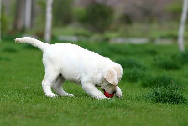 可爱的黄色拉布拉多犬在公园里玩耍 — 图库照片