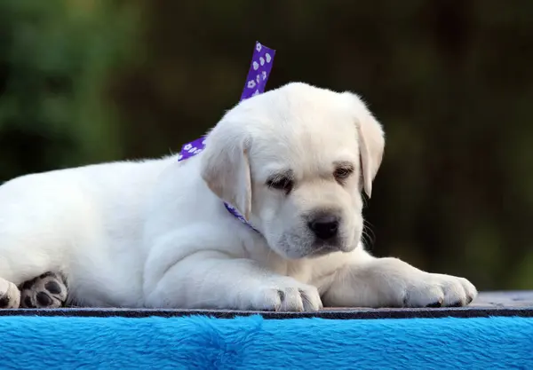 蓝色背景上的可爱的黄色拉布拉多犬 — 图库照片