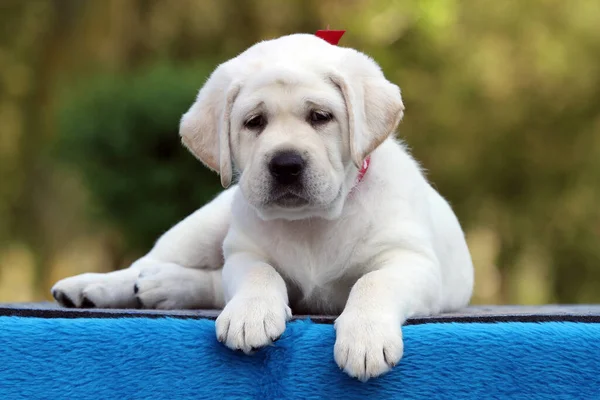 Cão Labrador Amarelo Doce Fundo Azul — Fotografia de Stock