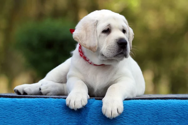 蓝色背景上的甜黄色拉布拉多犬 — 图库照片