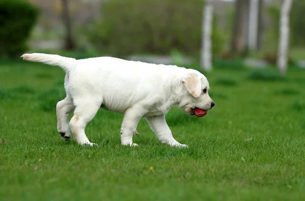 Cão Labrador Amarelo Brincando Parque — Fotografia de Stock
