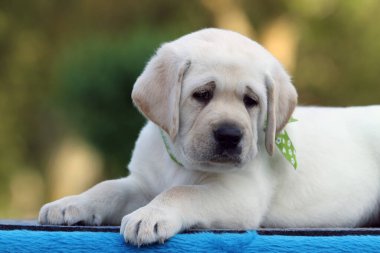 Mavi arka planda tatlı sarı labrador köpeği.