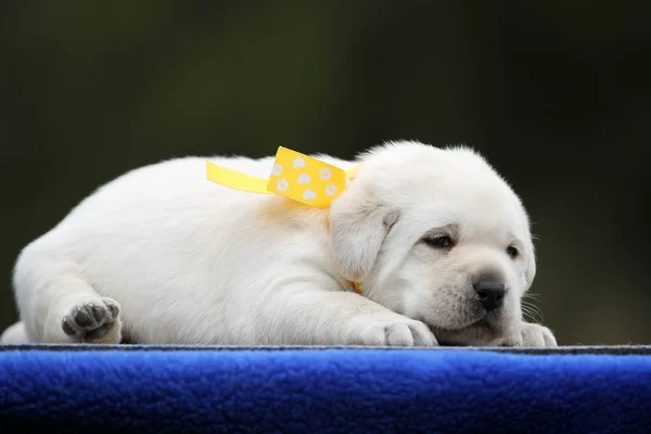Cão Labrador Amarelo Fundo Azul — Fotografia de Stock