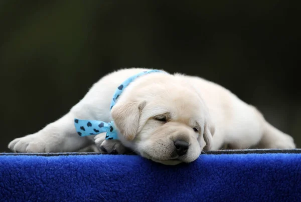 Yellow Labrador Dog Blue Background — Stock Photo, Image