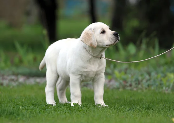 Gele Labrador Hond Die Het Park Speelt — Stockfoto