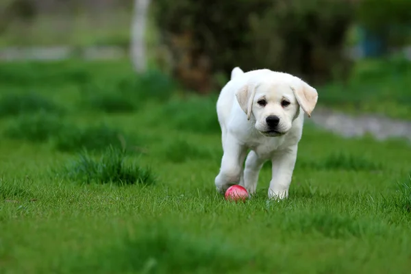 Żółty Pies Labrador Bawiący Się Parku — Zdjęcie stockowe