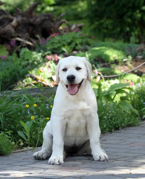 Söt Gul Labrador Hund Leker Parken — Stockfoto