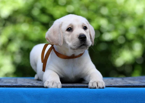 Mavi Arka Planda Sarı Labrador Köpek Yavrusu — Stok fotoğraf