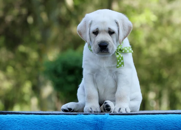 Mavi Arka Planda Sarı Labrador Köpeği — Stok fotoğraf