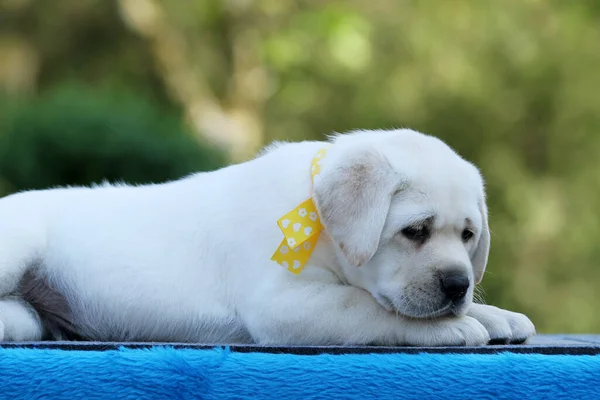 Mavi Arka Planda Sarı Labrador Köpeği — Stok fotoğraf