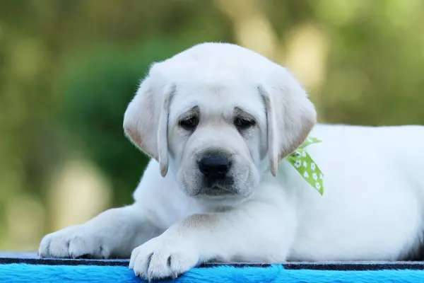 蓝色背景上的黄色拉布拉多犬 — 图库照片