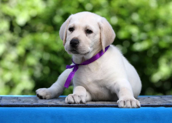 Mavi Arka Planda Tatlı Sarı Labrador Köpeği — Stok fotoğraf