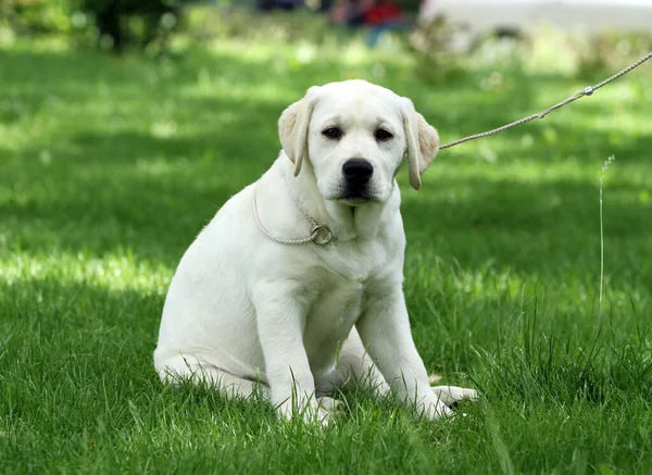 Cão Labrador Amarelo Que Joga Parque — Fotografia de Stock