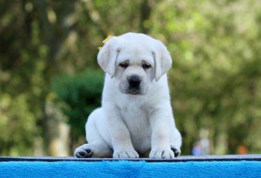 Mavi arka planda sarı labrador köpek yavrusu