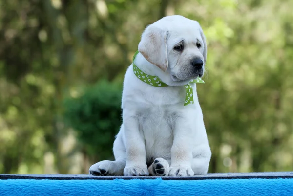 Gelber Labrador Welpe Auf Blauem Hintergrund — Stockfoto