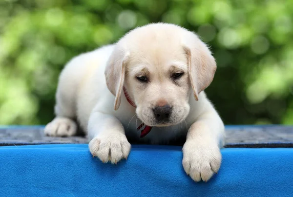 Mavi Arka Planda Sarı Labrador Köpeği — Stok fotoğraf