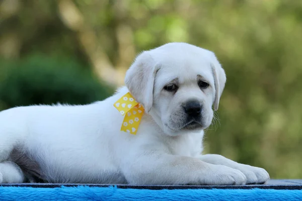 Cachorro Labrador Amarelo Fundo Azul — Fotografia de Stock