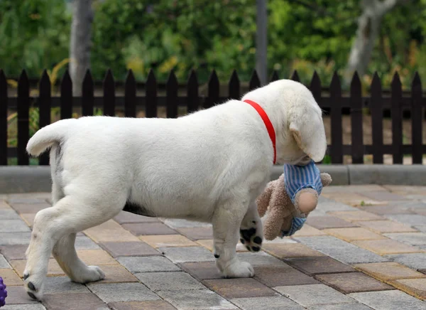 Yellow Labrador Dog Playing Park — Stock Photo, Image