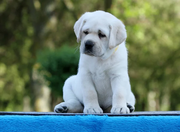 Žlutý Labrador Štěně Modrém Pozadí — Stock fotografie