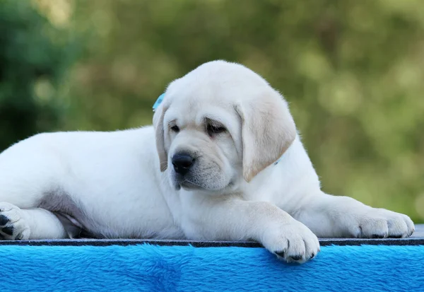 蓝色背景上的黄色拉布拉多犬 — 图库照片